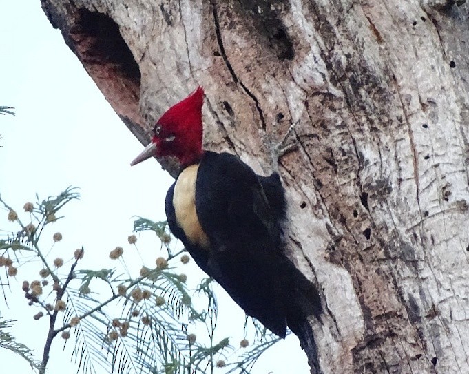 Cream-backed Woodpecker - ML205814711