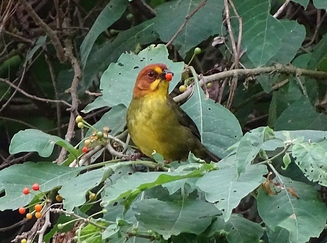 Fulvous-headed Brushfinch - ML205814731