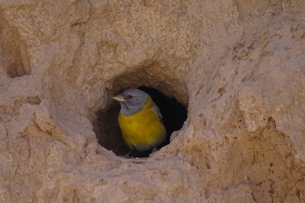 Gray-hooded Sierra Finch (gayi/caniceps) - ML205814801