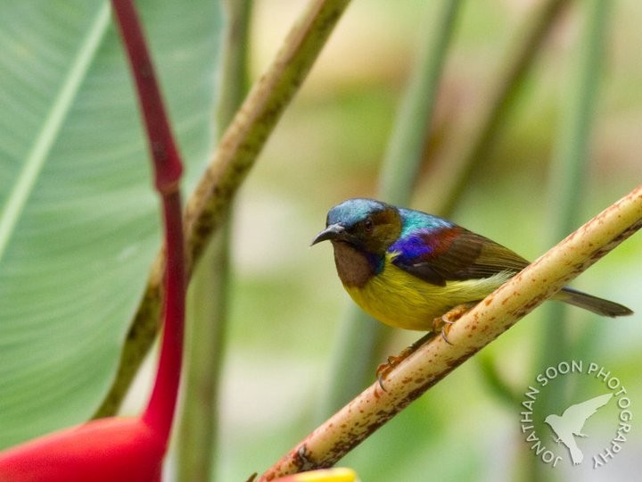 Brown-throated Sunbird - ML205814961