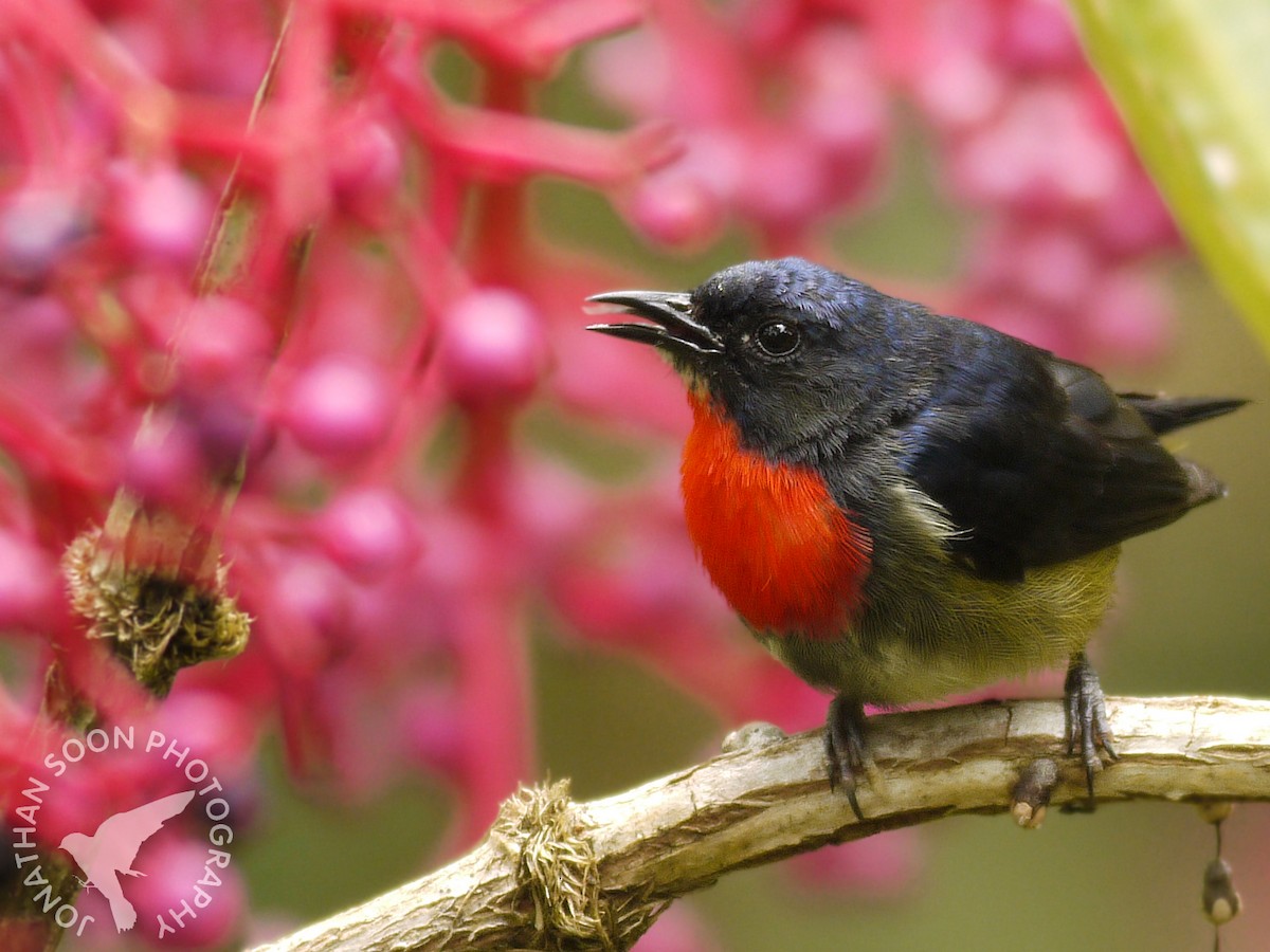 Black-sided Flowerpecker - ML205815031