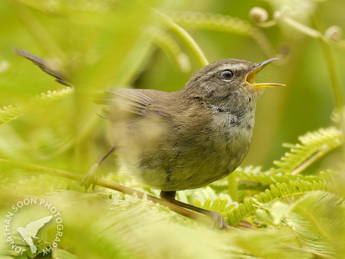 Aberrant Bush Warbler (Sunda) - ML205815061