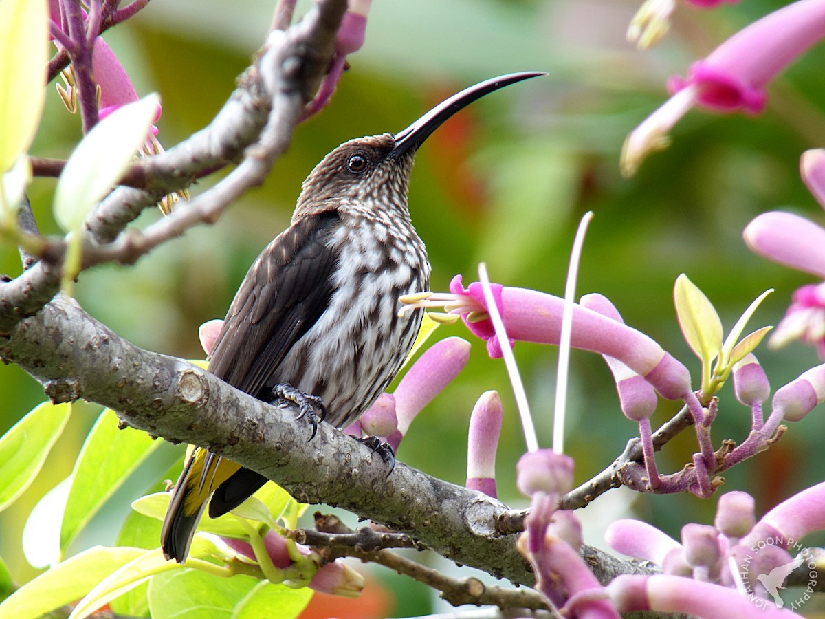 Whitehead's Spiderhunter - Jonathan Soon