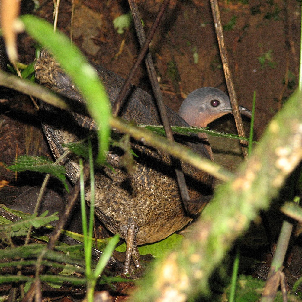 Highland Tinamou (Costa Rican) - ML205815151