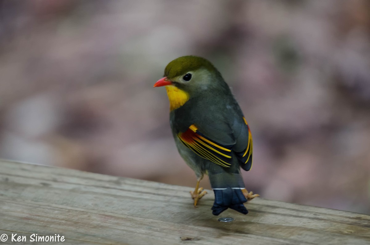 Red-billed Leiothrix - ML205815641