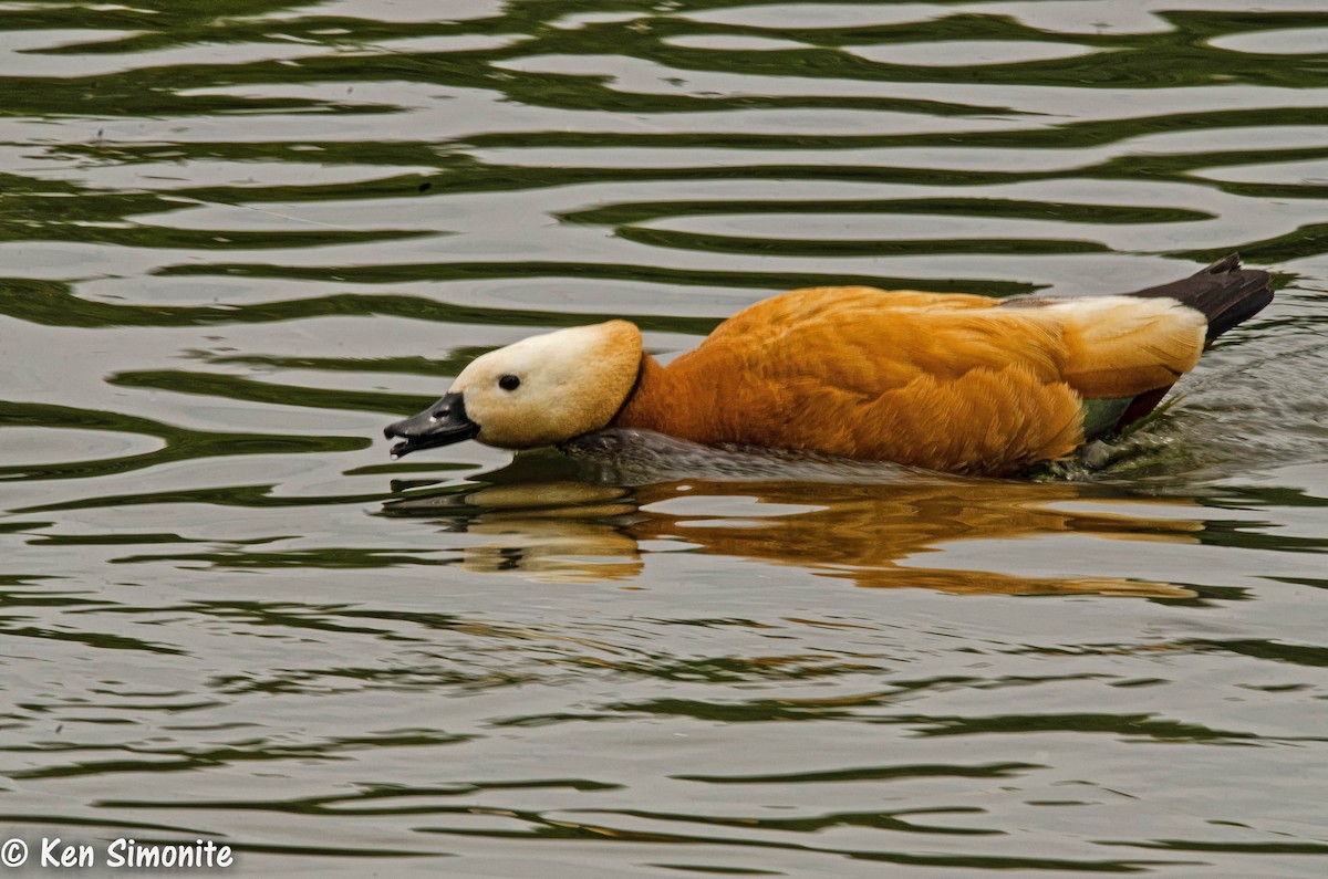 Ruddy Shelduck - ML205815701