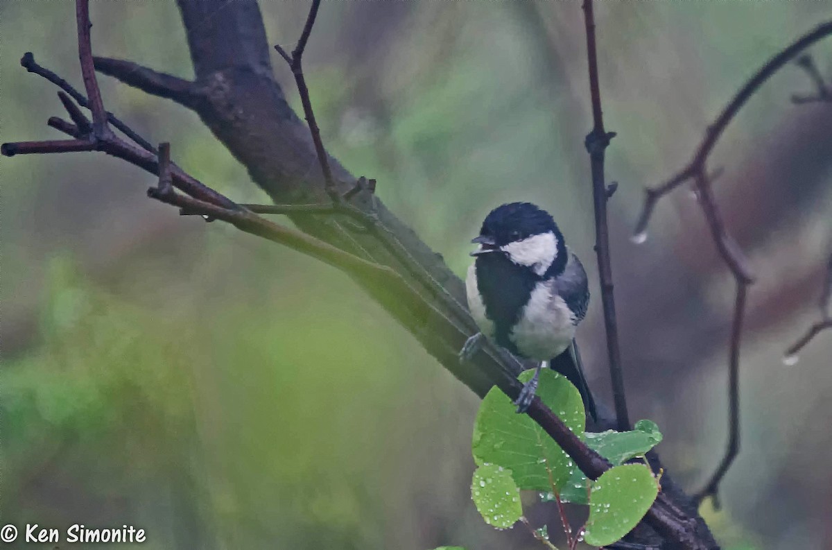 Asian Tit (Japanese) - ML205815751