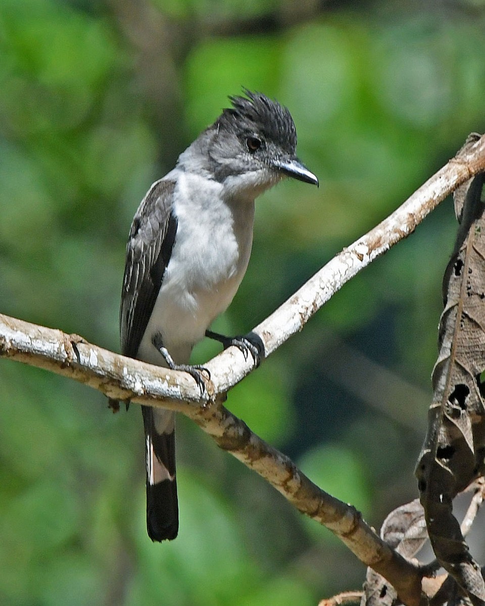 White-rumped Sirystes - ML205815841