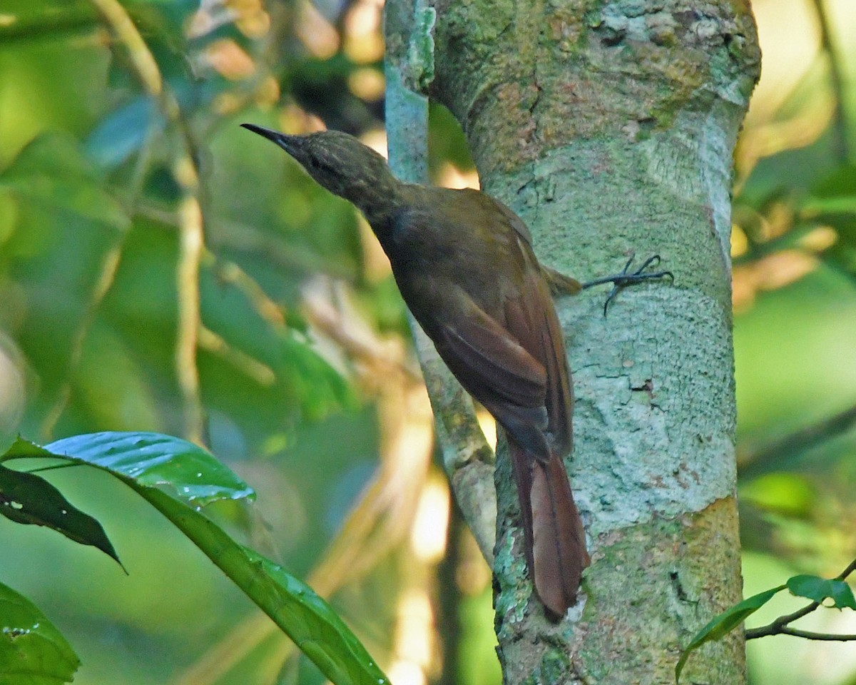Long-tailed Woodcreeper (Southern) - ML205815871