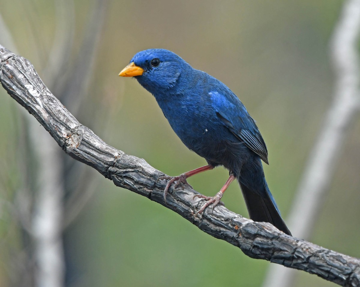 Blue Finch - ML205815901