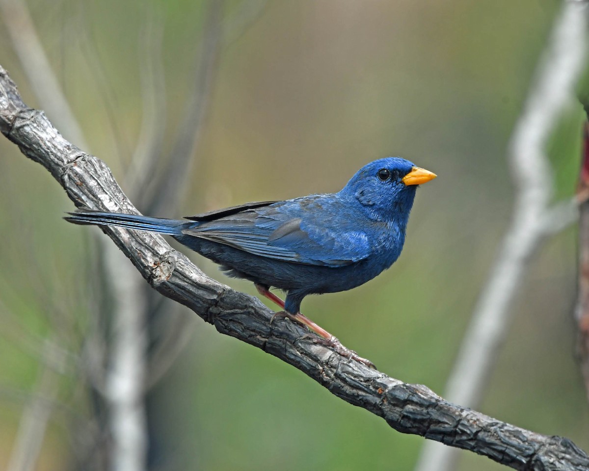 Blue Finch - ML205815911