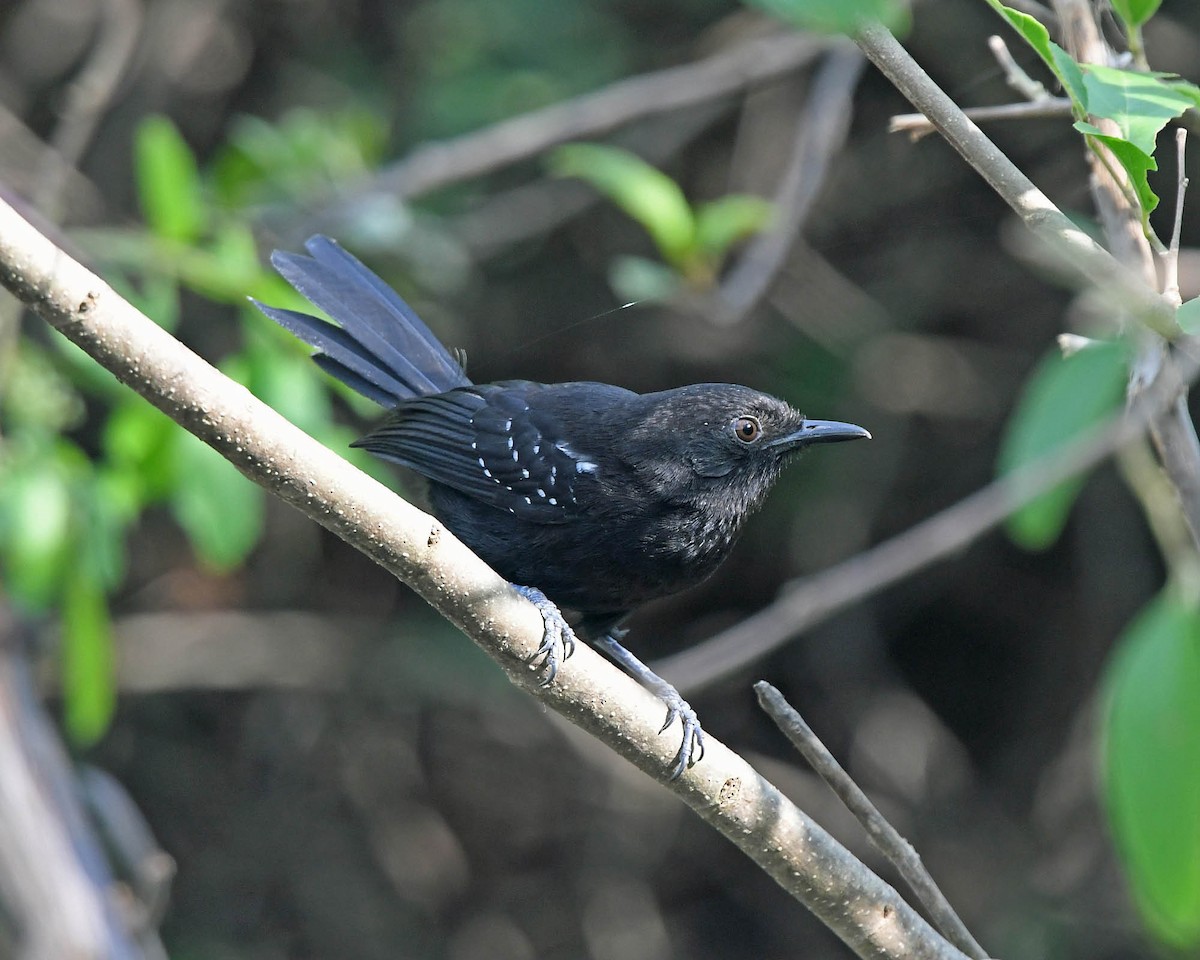 Mato Grosso Antbird - Tini & Jacob Wijpkema