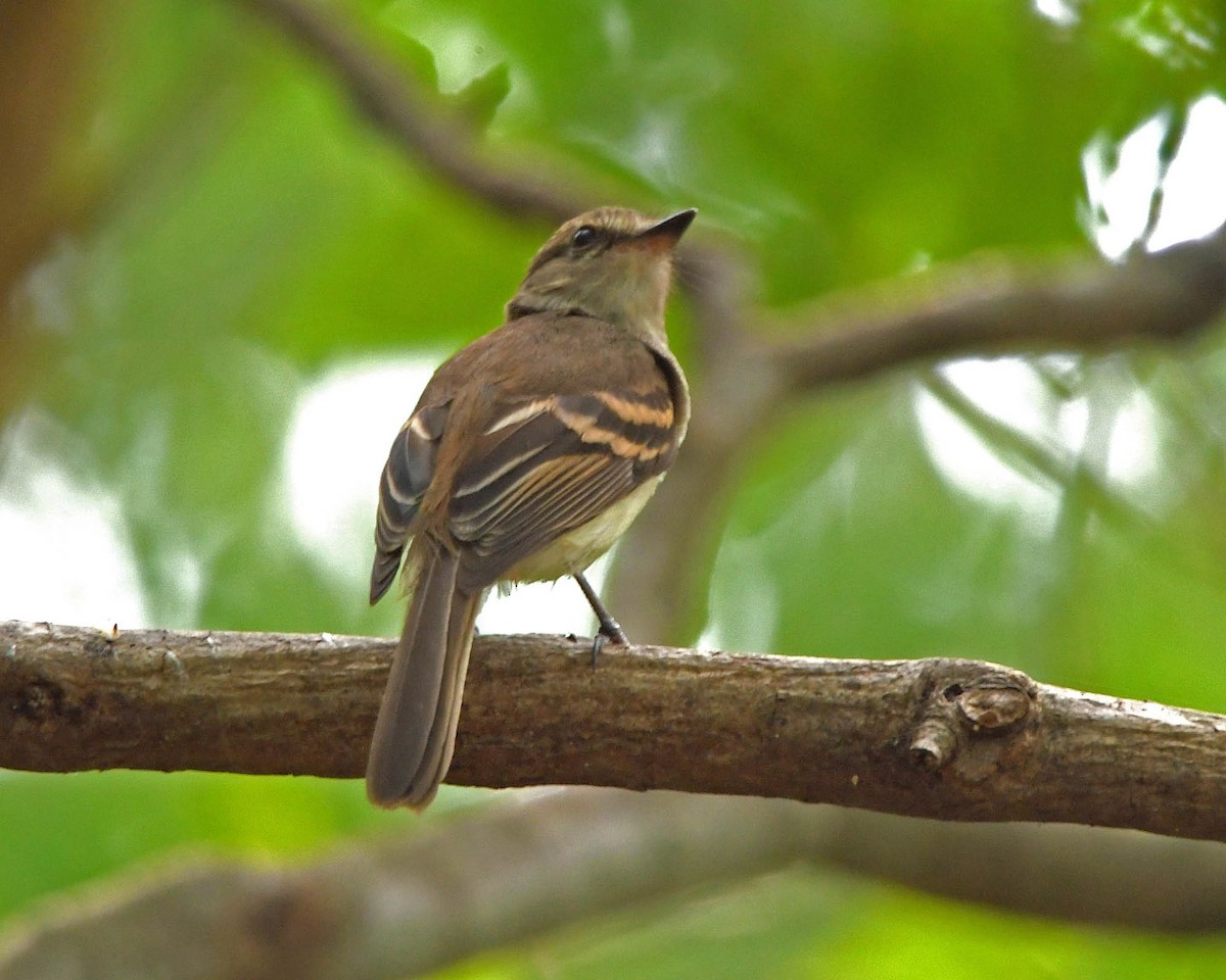 Fuscous Flycatcher (Fuscous) - ML205816051