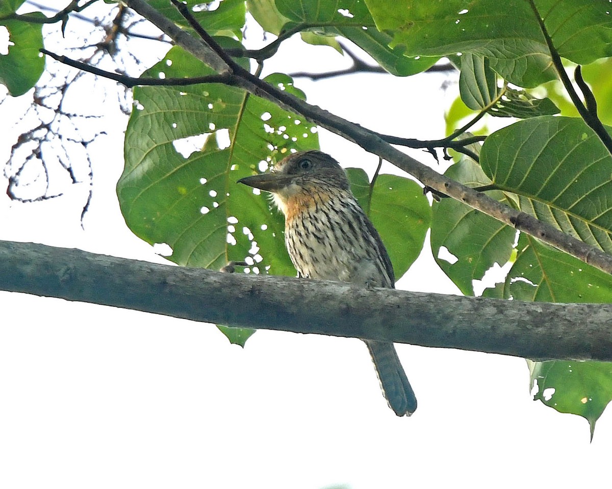 Western Striolated-Puffbird - ML205816101