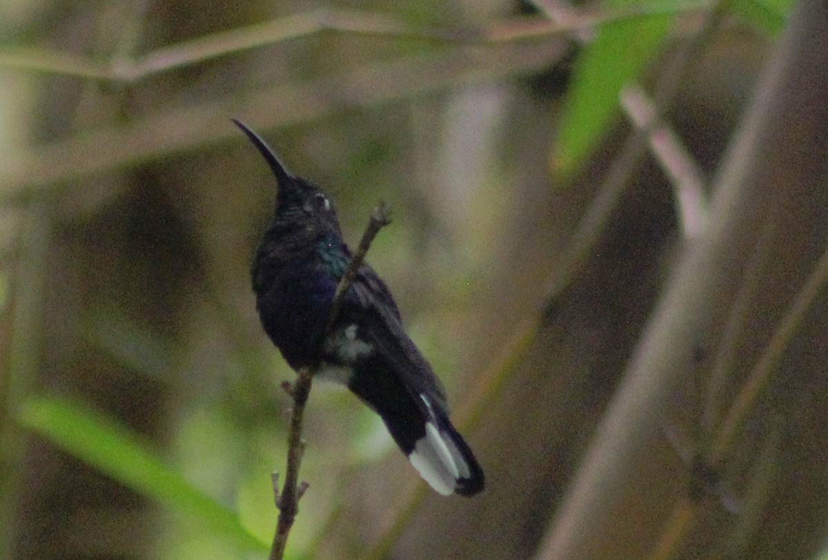 kolibřík fialkový - ML20581611