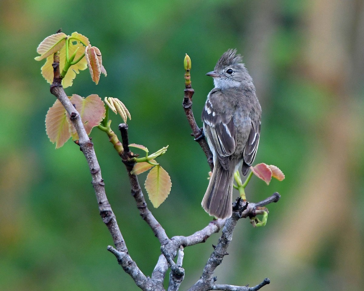 Lesser Elaenia - ML205816141