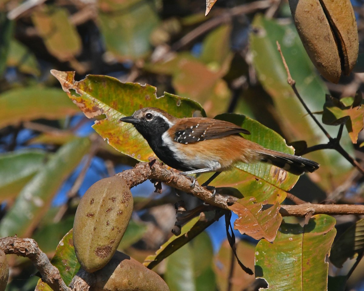 Rusty-backed Antwren - ML205816241