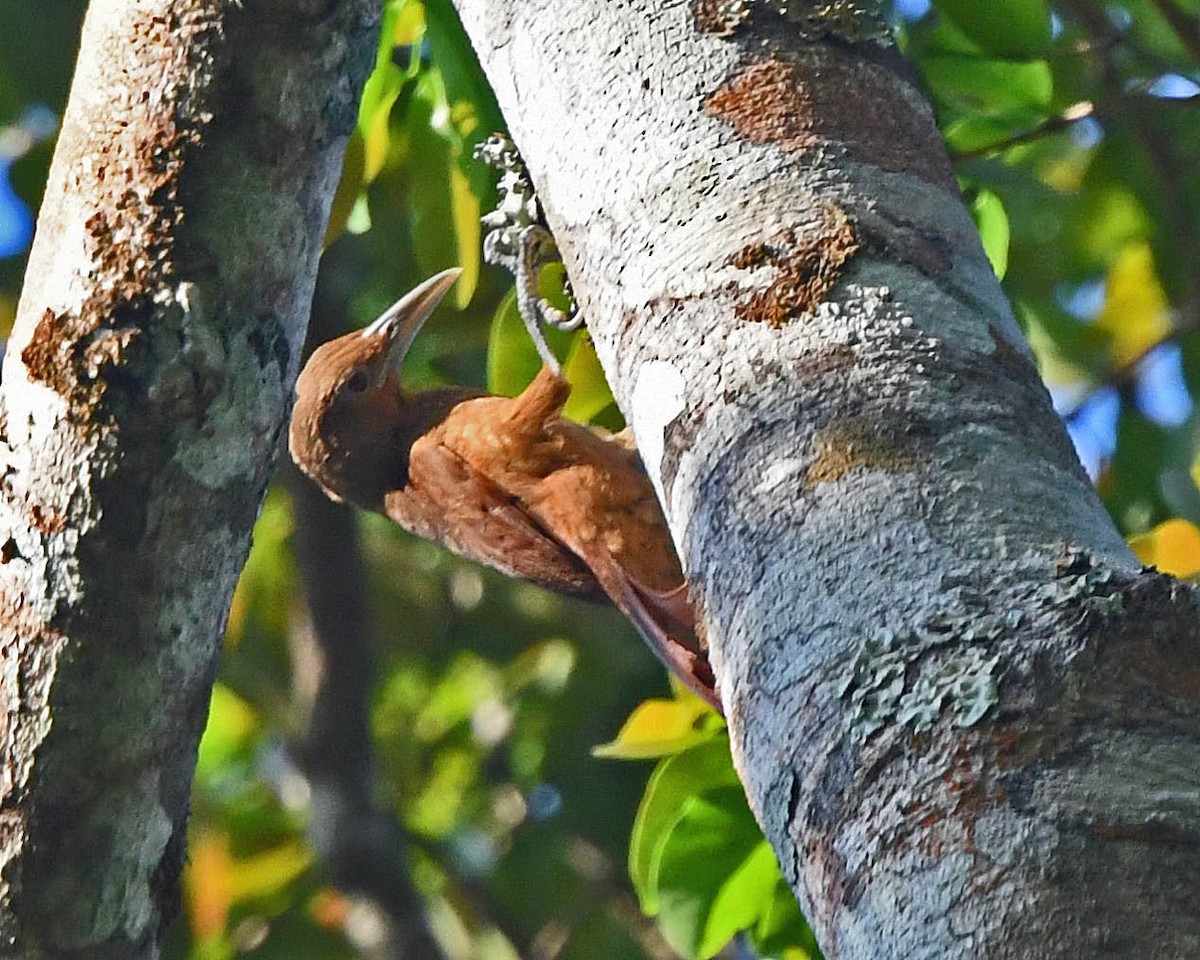 Cinnamon-throated Woodcreeper (devillei) - ML205816251