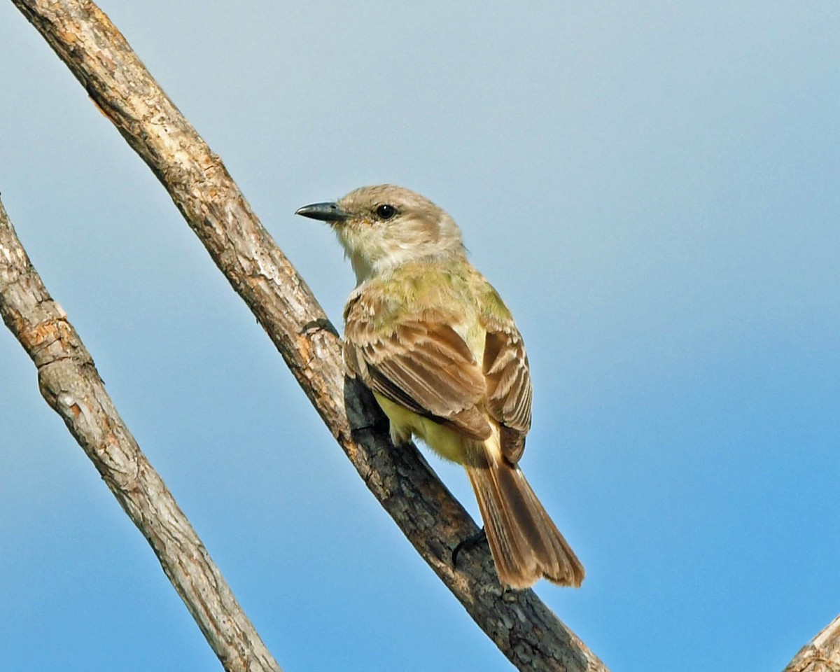 Suiriri Flycatcher - ML205816291