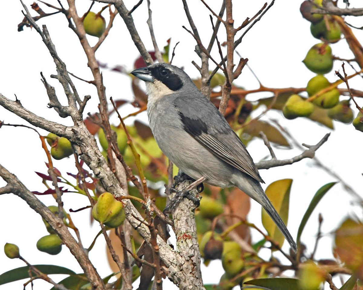 White-banded Tanager - ML205816311