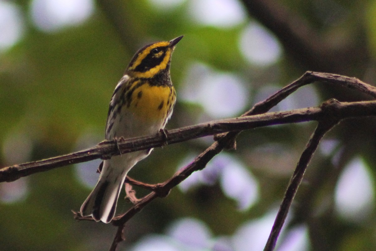 Townsend's Warbler - Mario Trejo