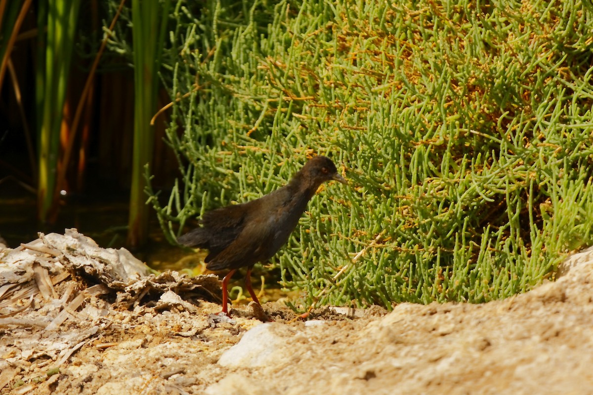 Black Crake - ML205816541