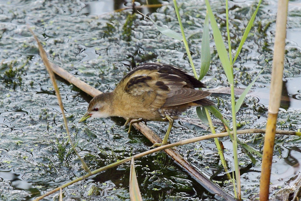 Little Crake - ML205816561