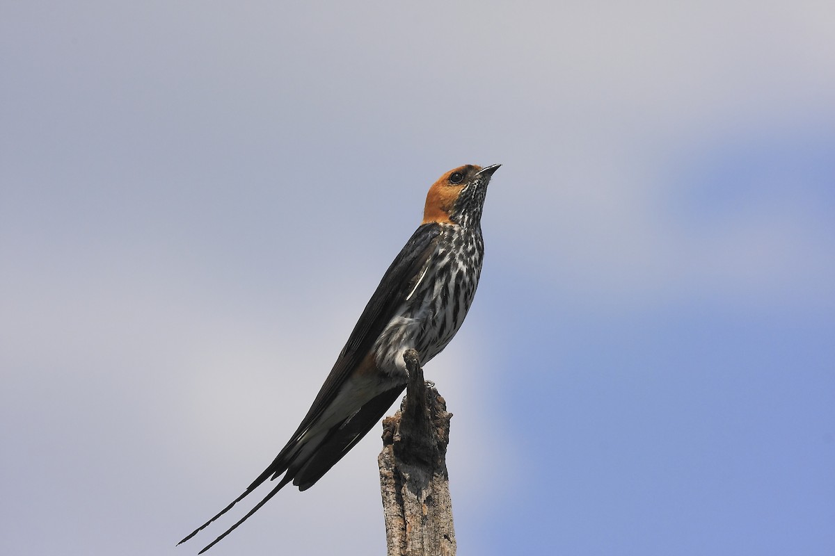 Lesser Striped Swallow - Loutjie Steenberg