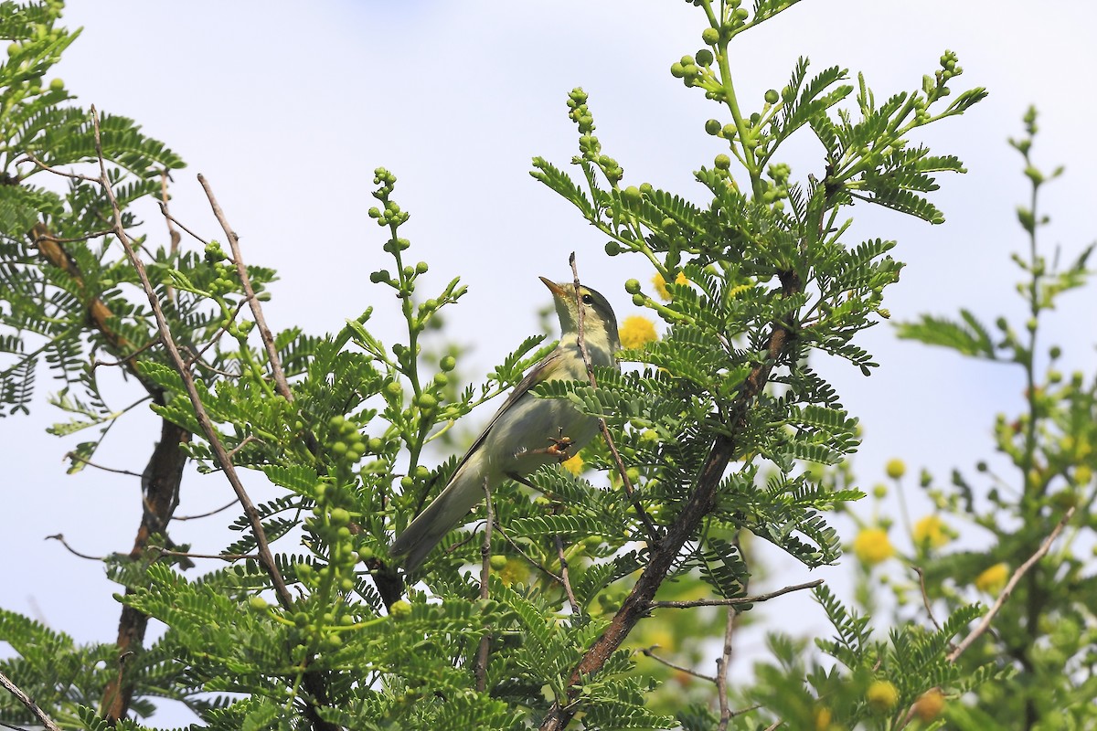 Willow Warbler - Loutjie Steenberg