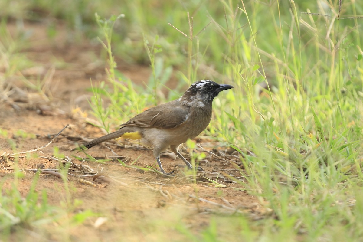 Common Bulbul (Dark-capped) - ML205816641