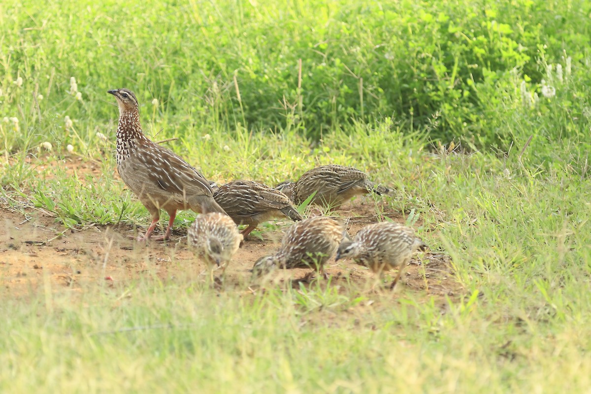 Crested Francolin (Crested) - Loutjie Steenberg