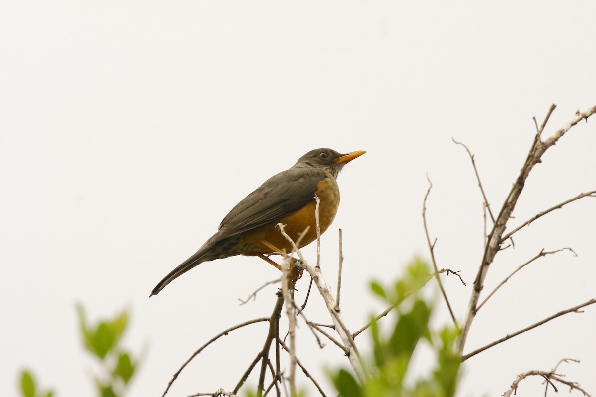 Olive Thrush - ML205816711