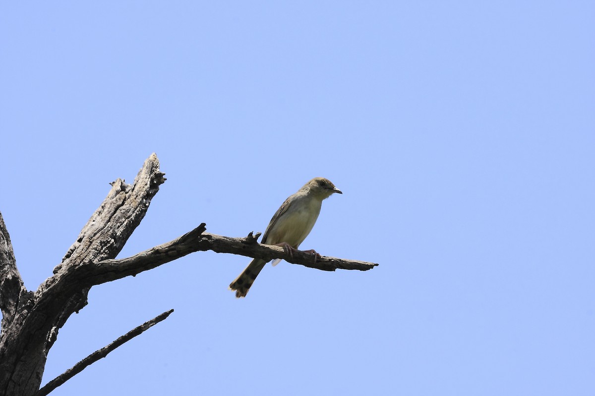 Rattling Cisticola - ML205816791