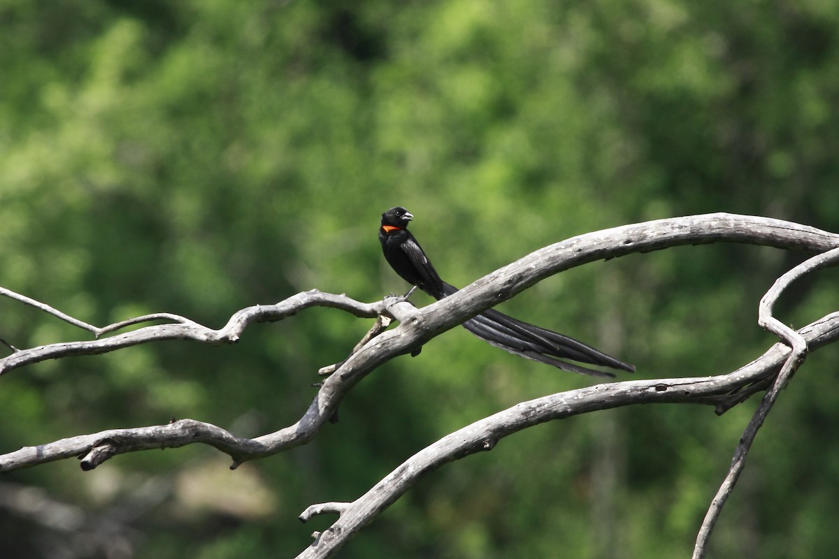 Red-collared Widowbird - Loutjie Steenberg