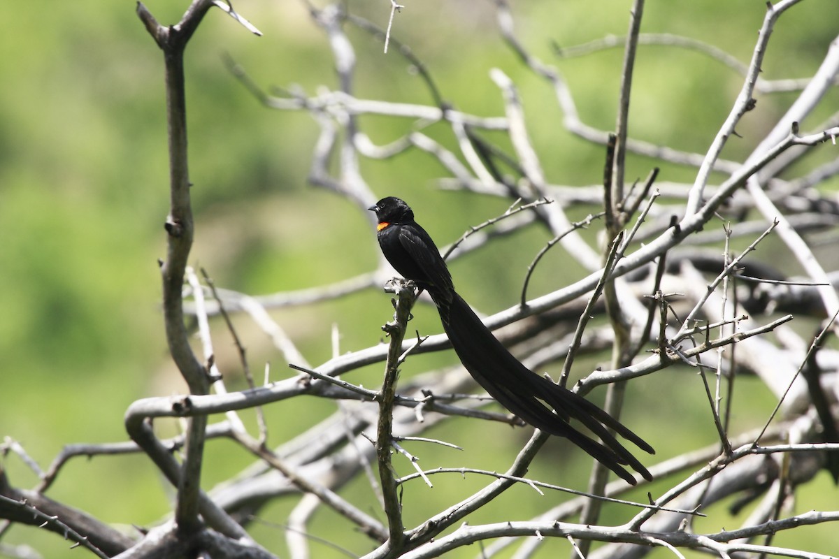 Red-collared Widowbird - ML205816901