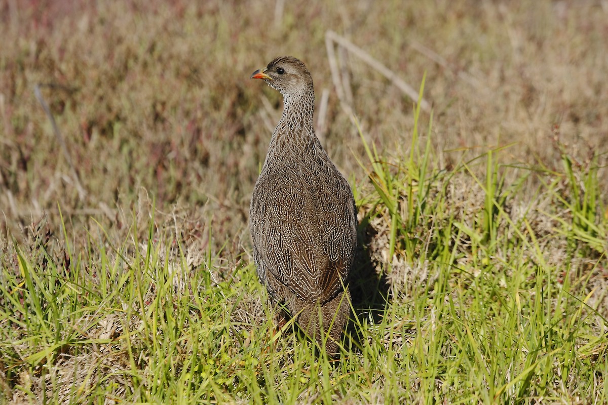 Cape Spurfowl - Loutjie Steenberg