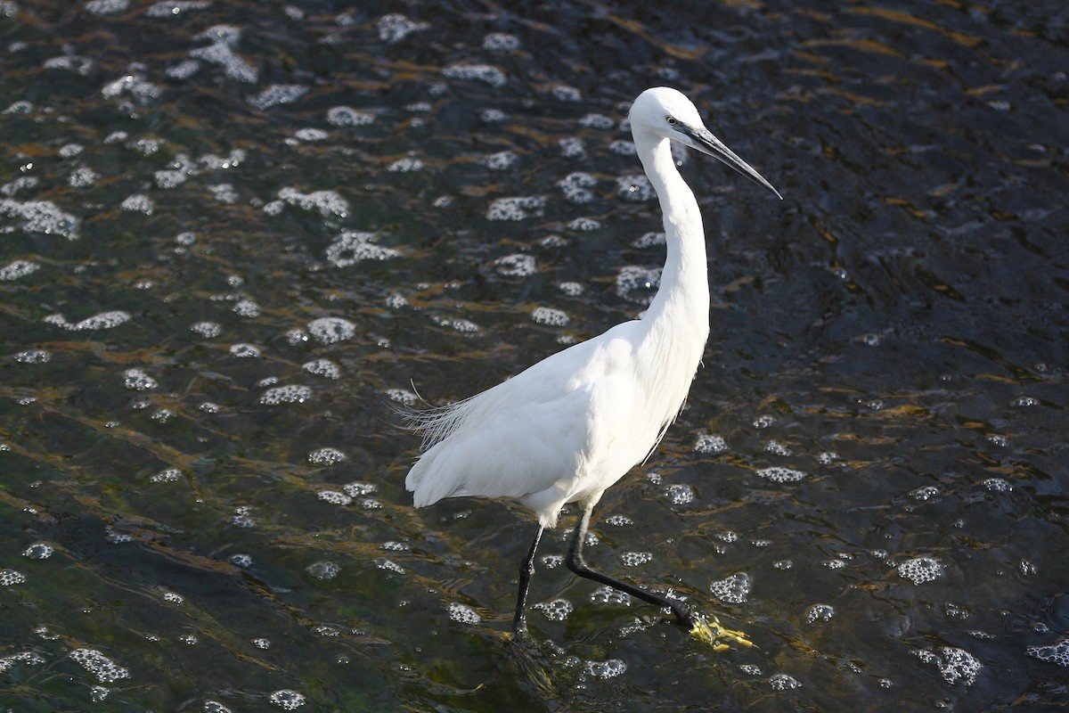 Little Egret (Western) - ML205817051