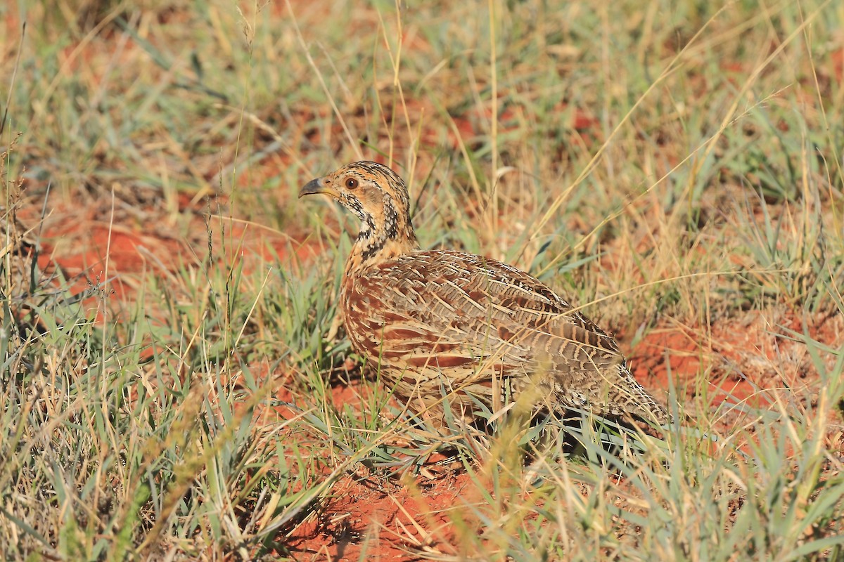 Orange River Francolin - Loutjie Steenberg