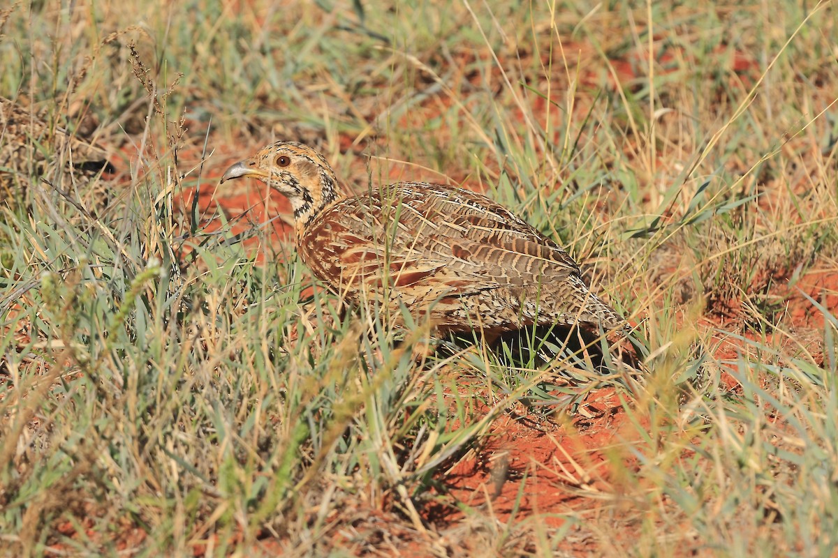 Orange River Francolin (Orange River) - ML205817111