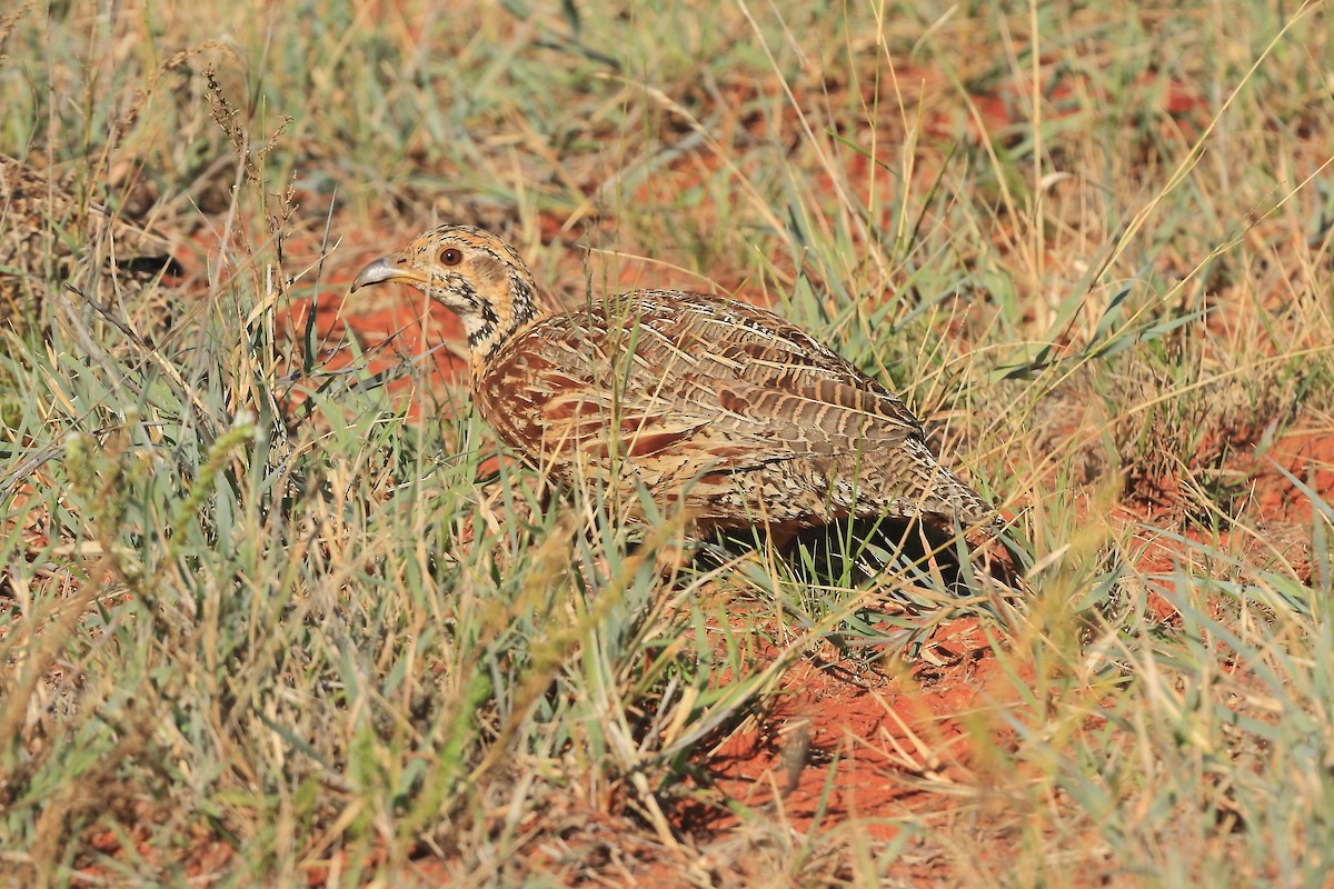 Orange River Francolin (Orange River) - ML205817111