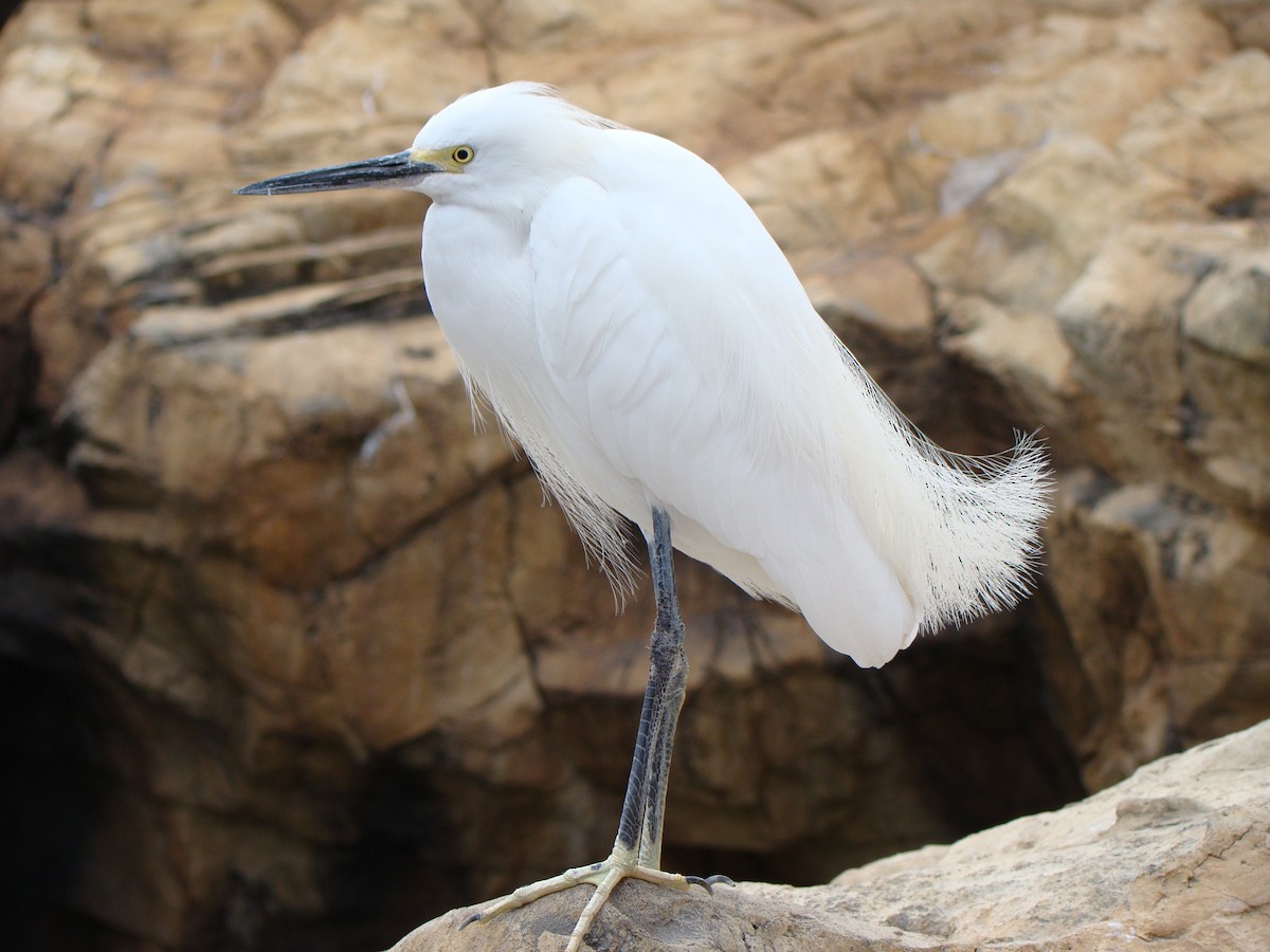 Snowy Egret - Ken Simonite