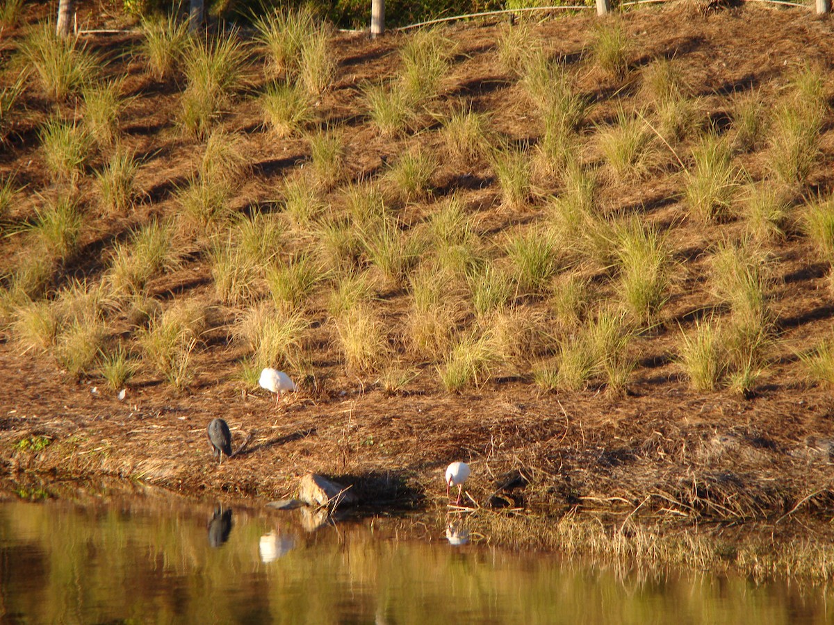 White Ibis - Ken Simonite