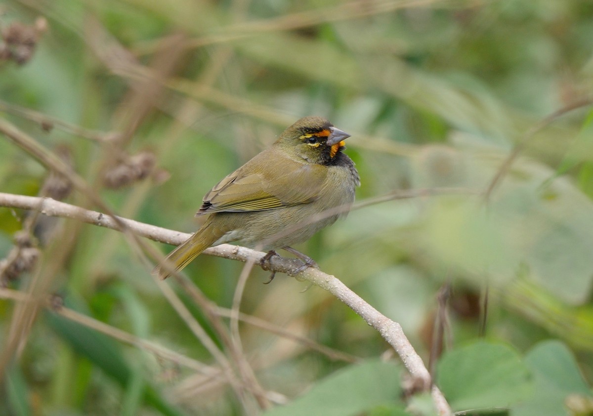 Yellow-faced Grassquit - Greg Baker