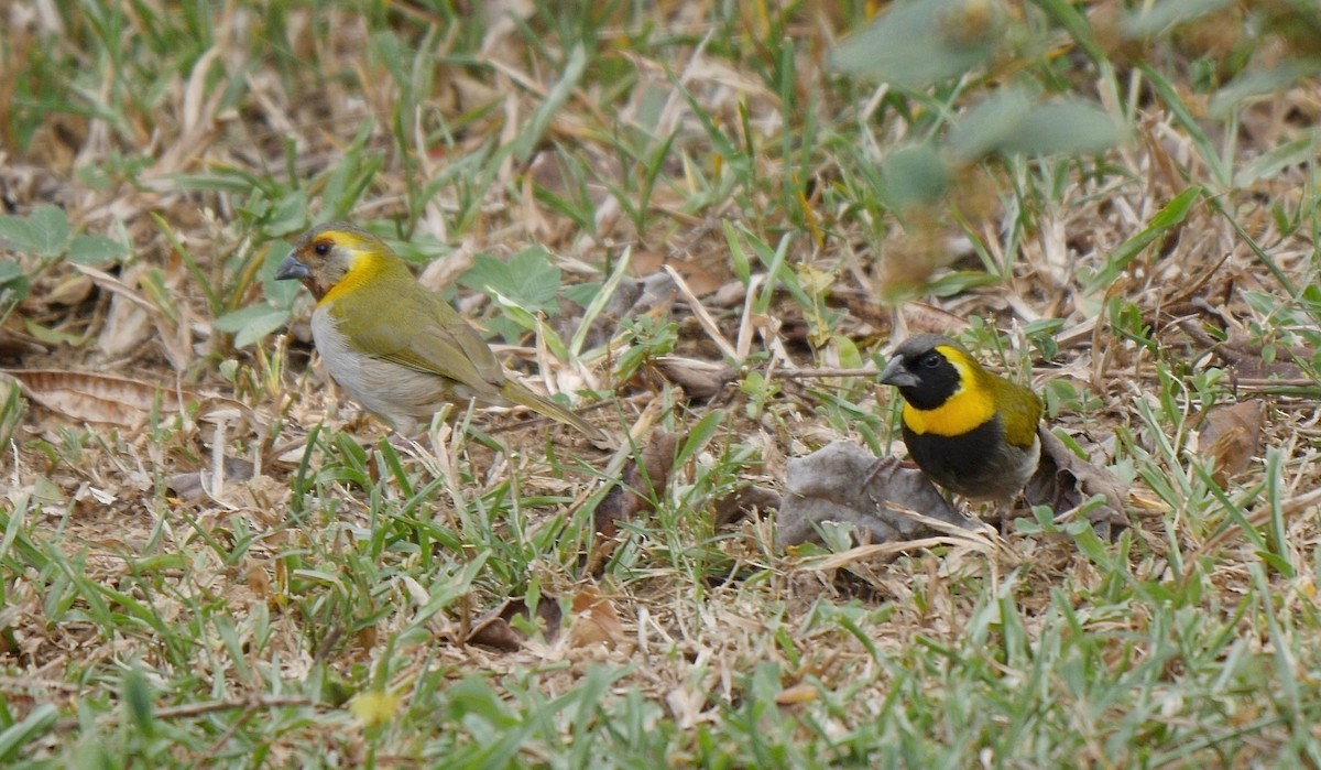 Cuban Grassquit - ML205818031