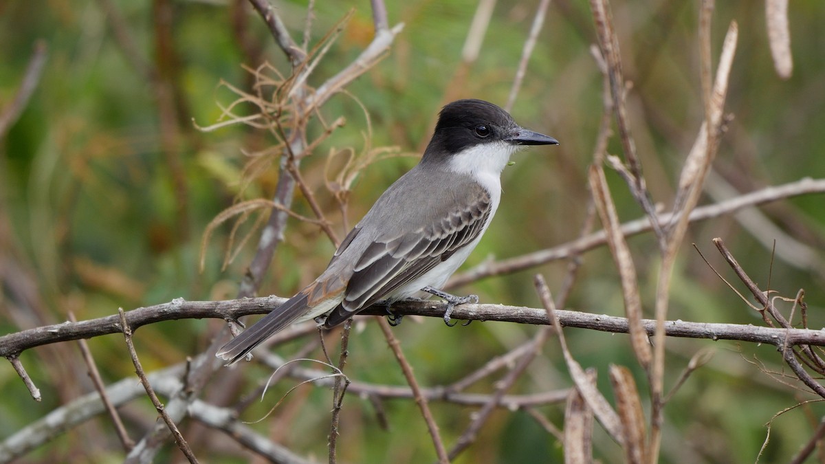 Tyran tête-police (groupe caudifasciatus) - ML205818051