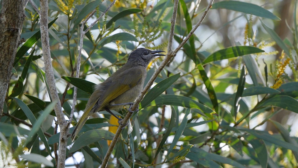 Dark-brown Honeyeater - Greg Baker