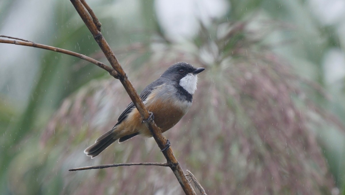 Rufous Whistler - ML205818201