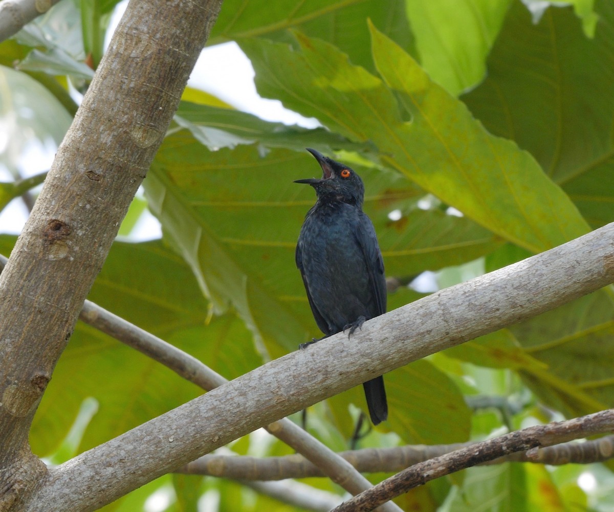 Singing Starling - ML205818211