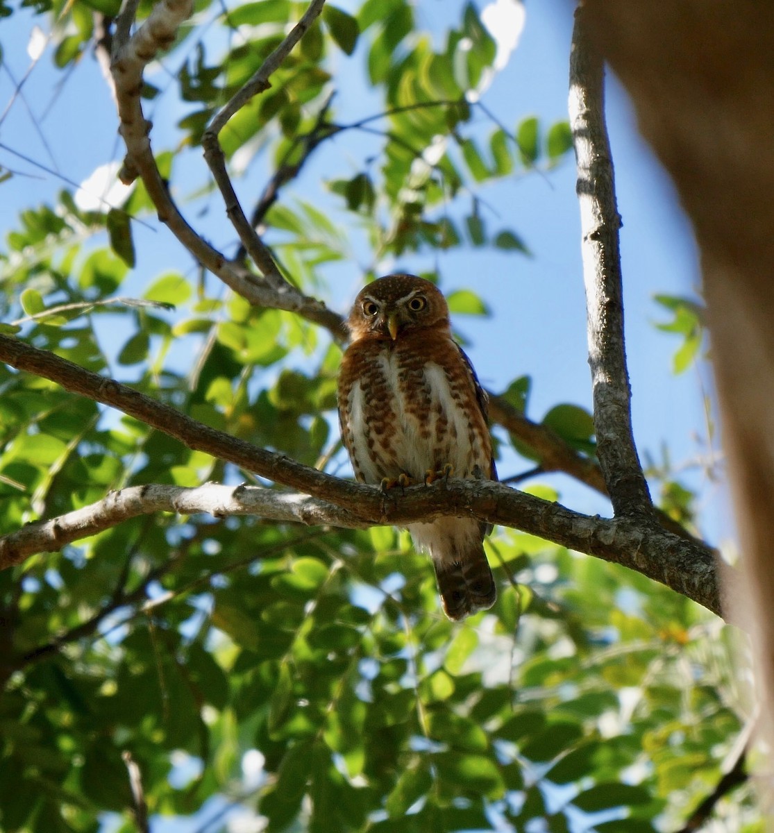 Cuban Pygmy-Owl - ML205818281