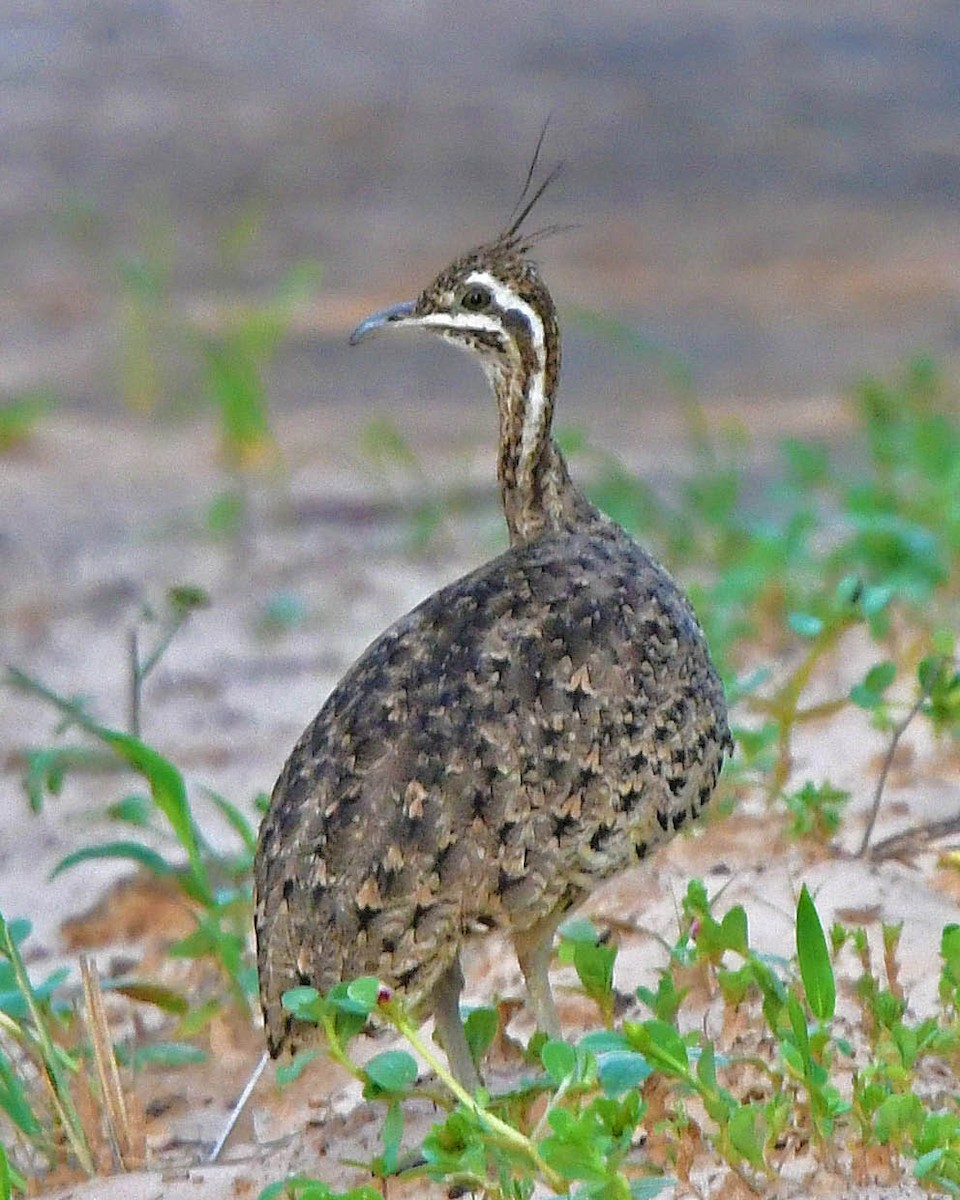 Quebracho Crested-Tinamou - ML205818451